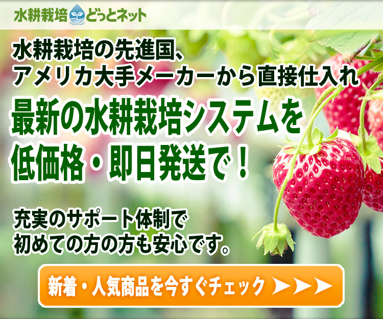 イチゴの水耕栽培は室内でどうやるの イチゴの水耕栽培法について 水耕栽培ナビ