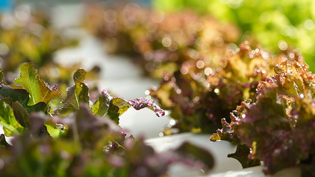 Ledで植物が育つ原理とメリットを紹介 光合成できるのはなぜ 水耕栽培ナビ