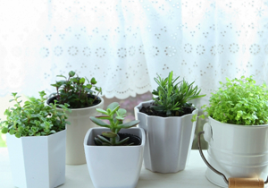 すべての美しい花の画像 トップ100観葉植物 植え替え 土 処分 すべての美しい花の画像 トップ100観葉植物 植え替え 土 処分