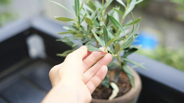 初心者でもできるオリーブの育て方 苗木から花を付けるまで 水耕栽培ナビ