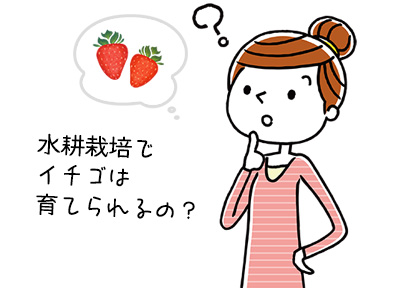 イチゴの水耕栽培は室内でどうやるの イチゴの水耕栽培法について 水耕栽培ナビ